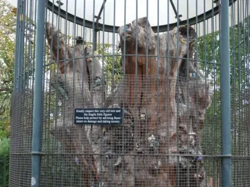 The Elfin Oak, a gnarled tree stump covered with small colorful figures inside a tall metal cage.