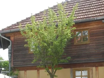 A young tree from 7000 Oaks stands in front of a half-timbered house.