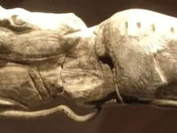 Ancient carving of two reindeer in a swimming pose against a dark background.