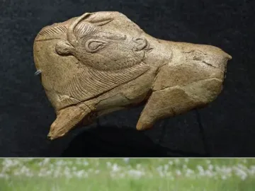 Two-panel image showing a carved antler bison fragment above and a dark bison lying in a field of white dandelions below, with its tongue extended.
