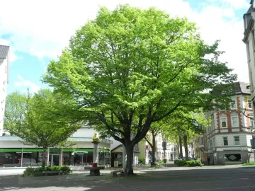 7000 Oaks with a large leafy tree and a stone monument topped by a golden sphere in an urban street setting