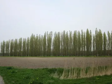 A long row of tall slender trees in The Green Cathedral stands beyond tilled brown earth, with a curving path and overcast sky.