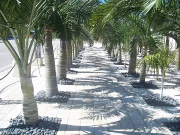 A palm-lined walkway with dappled sunlight and dark stone borders in Miami Beach.