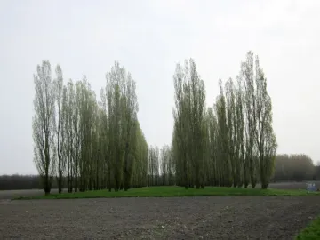 Rows of young trees forming The Green Cathedral in Almere, with an aisle-like opening over green grass and dark tilled soil.