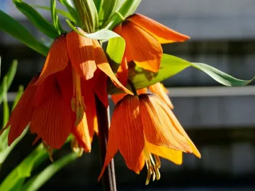 Vibrant orange crown imperial flowers in bloom near the Vodnik Monument.