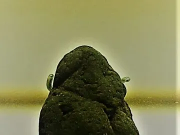 Dark irregular stone artifact, identified as the Venus of Berekhat Ram, hanging against a plain background.