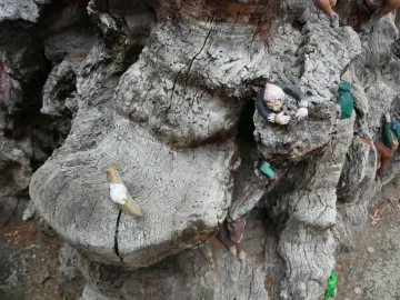 Detail of the Elfin Oak showing colorful elf and gnome figures on its cracked bark.