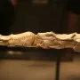 Swimming Reindeer bone carving showing two elongated animal figures in close pursuit.