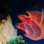 Janet Echelman’s 1.26 glows as a red and blue mesh sculpture suspended above trees at night.