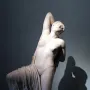 Niobid from the Gardens of Sallust, a white marble statue of a kneeling semi-nude woman with one arm raised behind her head.