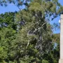 Edith Cowan Memorial clock tower framed by trees against a blue sky.
