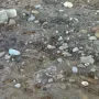 Archaeological excavation surface with scattered stones, bone fragments, and textured soil from the Venus of Monruz site.
