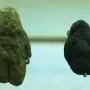 Two small pebble replicas, one greenish-brown and one dark, mounted against a plain light background.