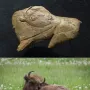 Two-panel image showing a carved antler bison fragment above and a dark bison lying in a field of white dandelions below, with its tongue extended.