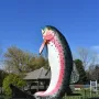 The Big Trout sculpture with a dark grey back, white underside, and pink speckled stripe, set in a fenced area with trees and a gazebo.