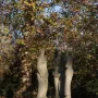 Three Standing Figures sculpture standing on a low base on a grassy lawn beside a tree.