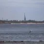 Birth of the New World sculpture on a wooded coastline with waves and a pelican flying over the water.
