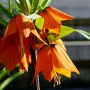 Vibrant orange crown imperial flowers in bloom near the Vodnik Monument.
