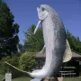 The Big Trout sculpture with a dark grey back, white underside, and pink speckled stripe, set in a fenced area with trees and a gazebo.